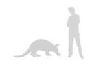 Comparaison taille homme/aardvark