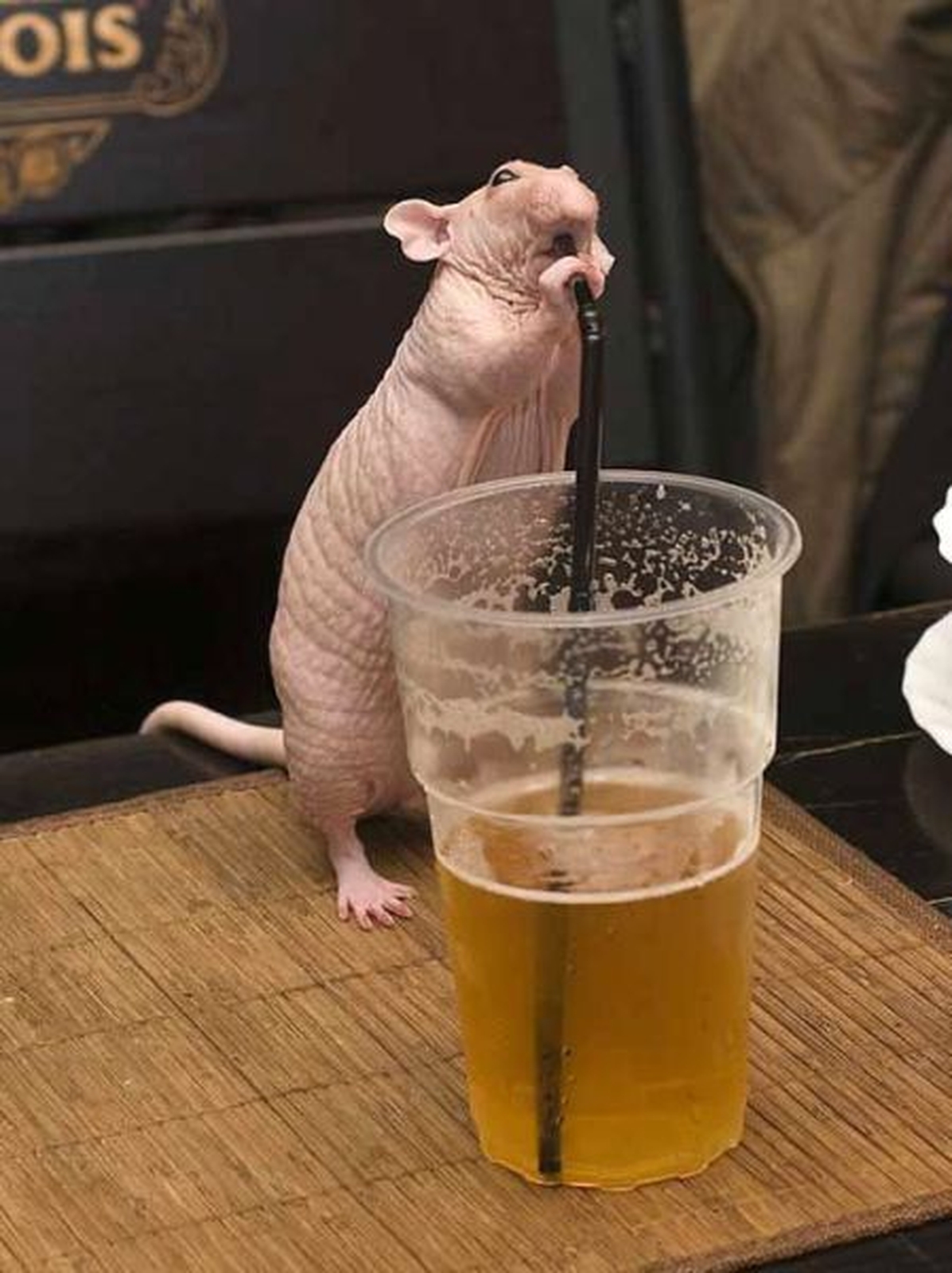 bière et rat