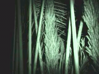 Loris Paresseux consommant le nectar du palmier de Bertam