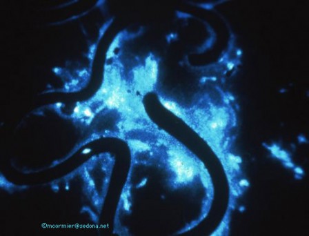Le ver de terre Diplocardia sécrète une substance bioluminescente quand il est dérangé