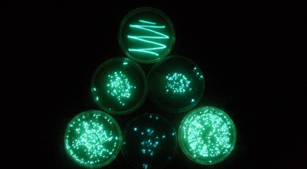 Bactéries bioluminescentes