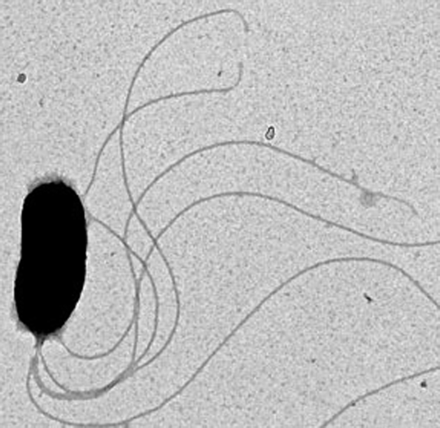 Vibrio fischeri en microscopie électronique