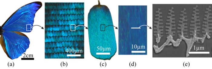 Sutrcture nanométrique des écailles des ailes du Morpho