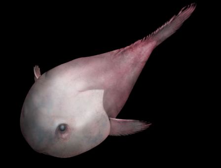 Reconstitution artistique d'un Blobfish en perspective cavalière