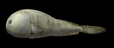 Reconstitution artistique d'un Blobfish de profil