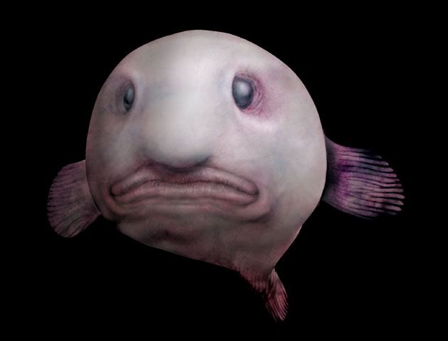 Blobfish de face