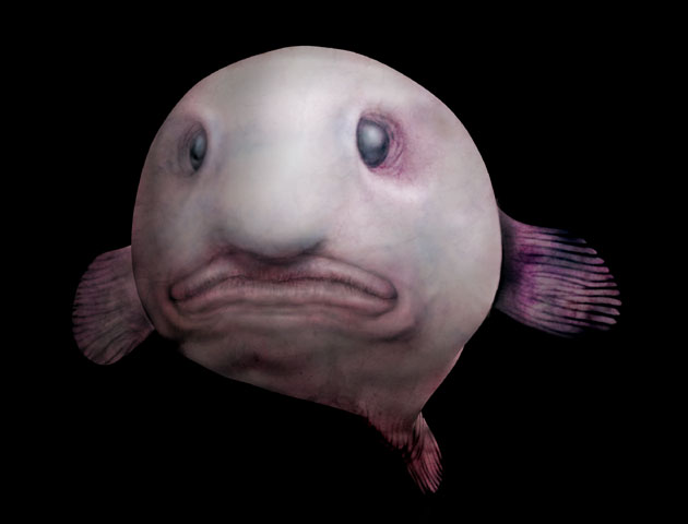 Western Blobfish, Psychrolutes occidentalis - The Australian Museum