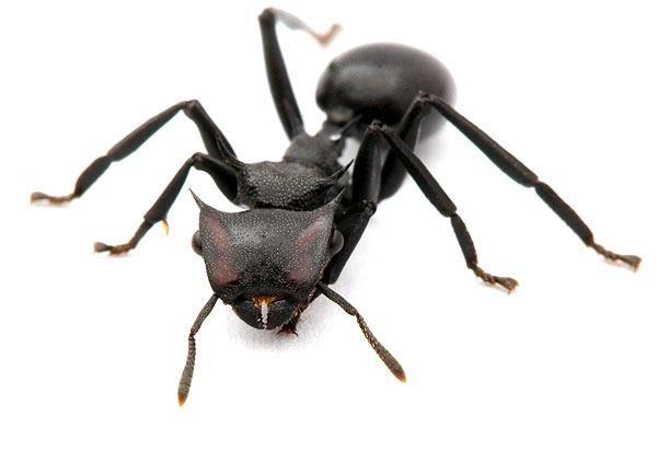 Cephalotes atratus - Giant gliding ant (worker) - Alexander Wild