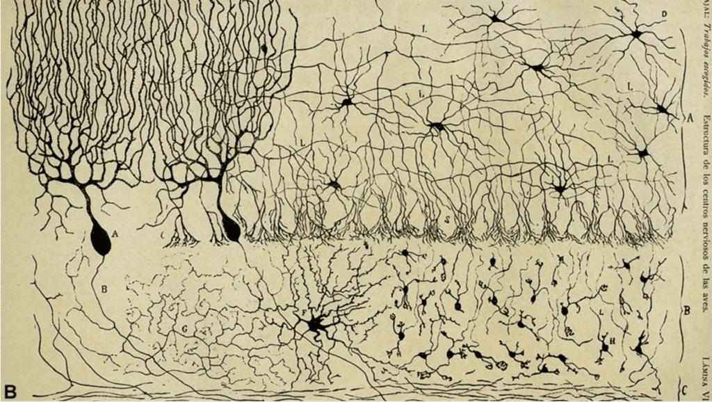Dessins de Santiago Ramón y Cajal représentant des neurones de cervelet colorés à la réaction noire