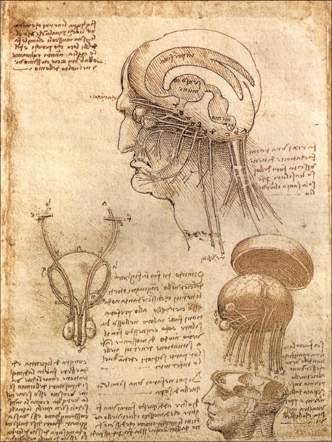 Vue des ventricules cérébraux et des nerfs crâniens d'une tête humaine. Le dessin de gauche représente l'appareil reproducteur masculin. Schlossmuseum, Weimar, Allemagne.