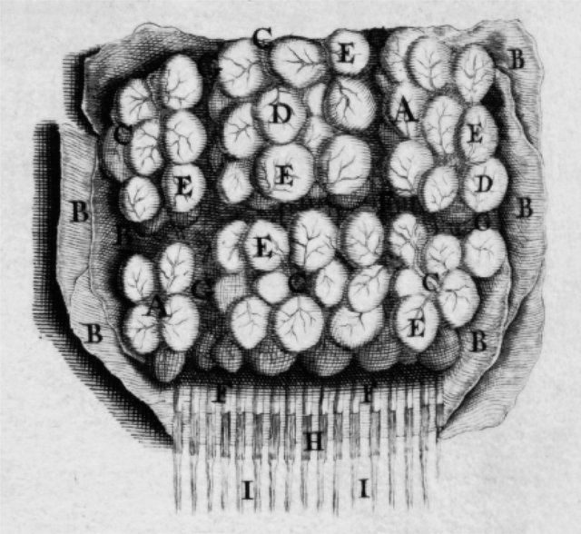"Globules" du cerveau d'après description de Malpighi (Bidloo G. Anatomia humani corporis, 1685