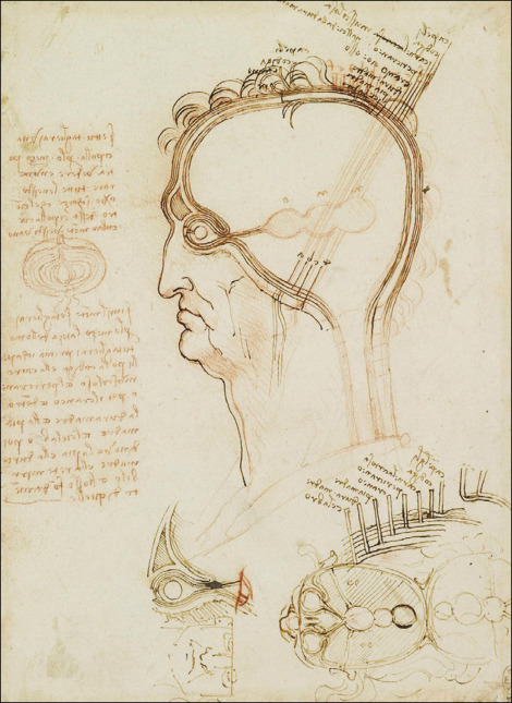 Études de la tête, du cerveau et des nerfs crâniens par Léonard (vers 1493)