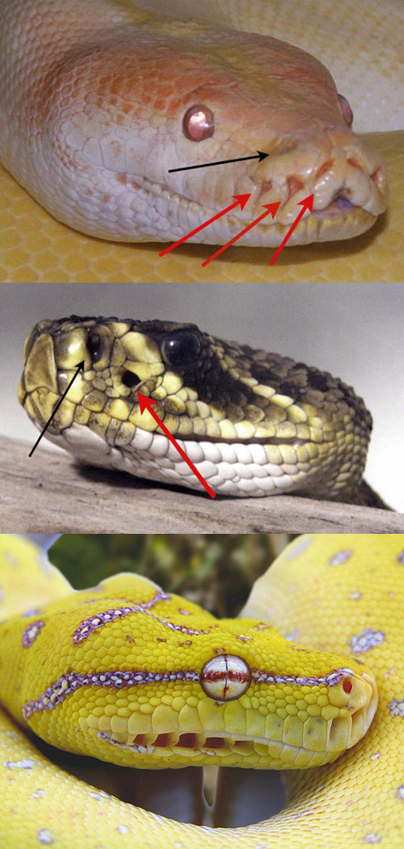Fossettes sensorielles de serpents