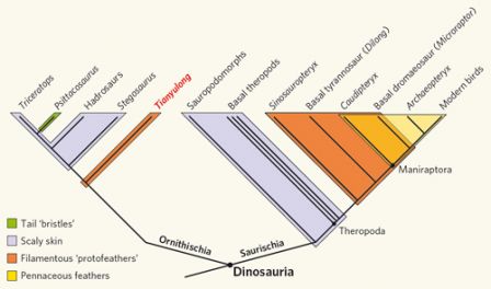 Arbre phylogénétique des dinosaures et origine des plumes