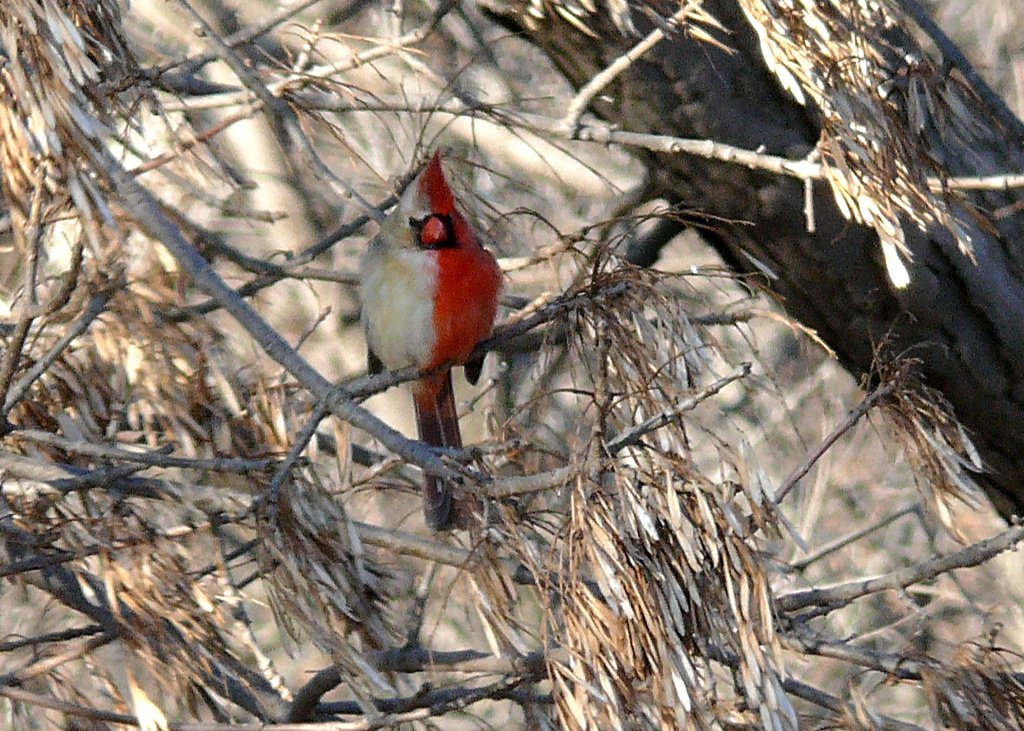 cardinal gynandromorphe