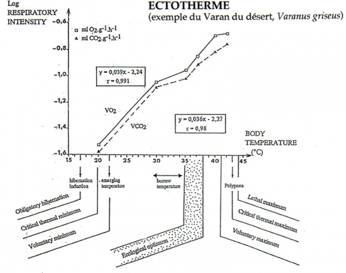 Thermorégulation d'un ectotherme (Varan du désert ici)