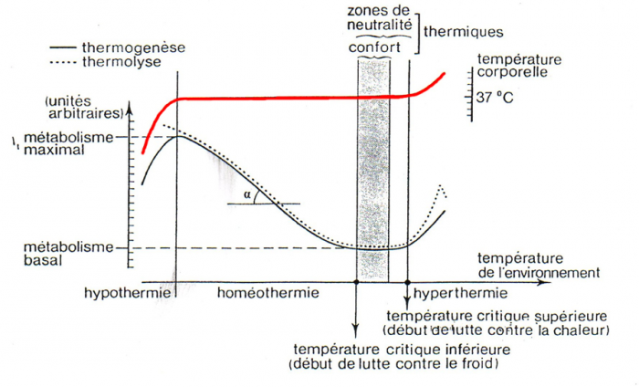 Thermorégulation chez les endothermes