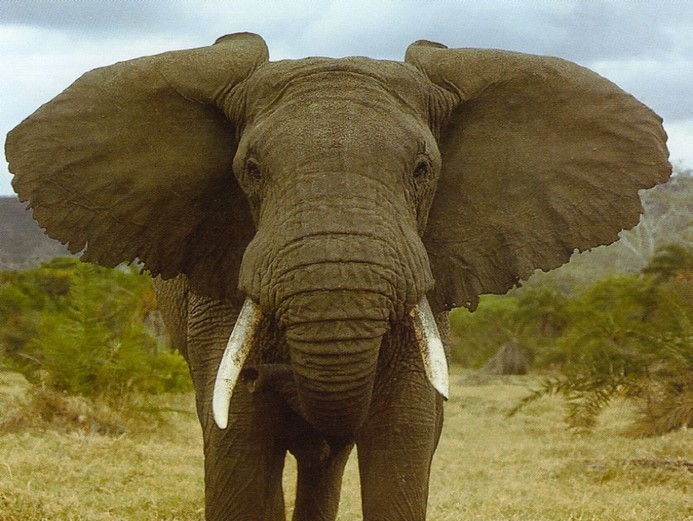 Les oreilles d'un éléphant