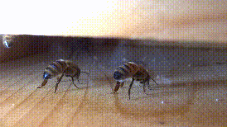 Ventilation des ruches d'abeilles