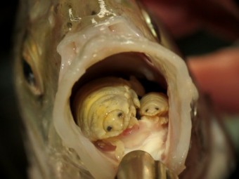 Cymothoa exigua, le parasite qui conquit la bouche des poissons.