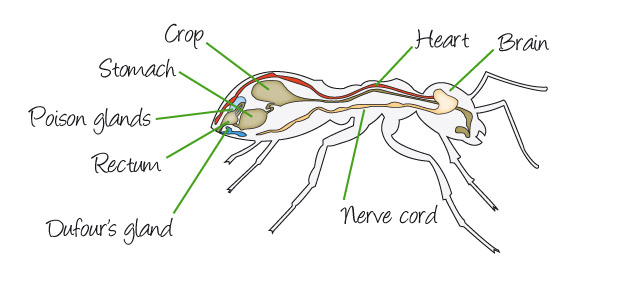 Anatomie fourmi