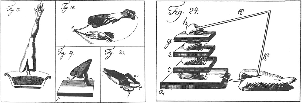 La "pile animale" de Humboldt tel qu'illustrée dans le Versuche