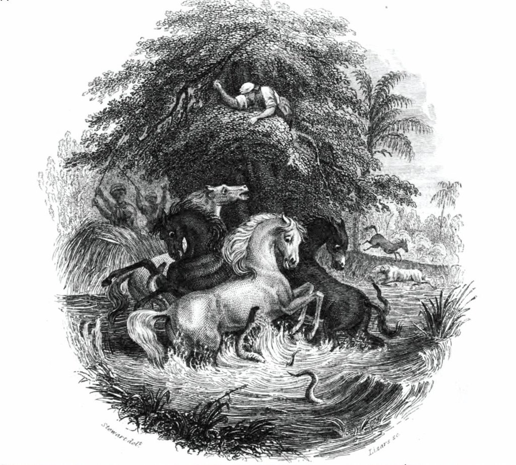 La bataille des chevaux contre les gymnotes narrée par von Humboldt