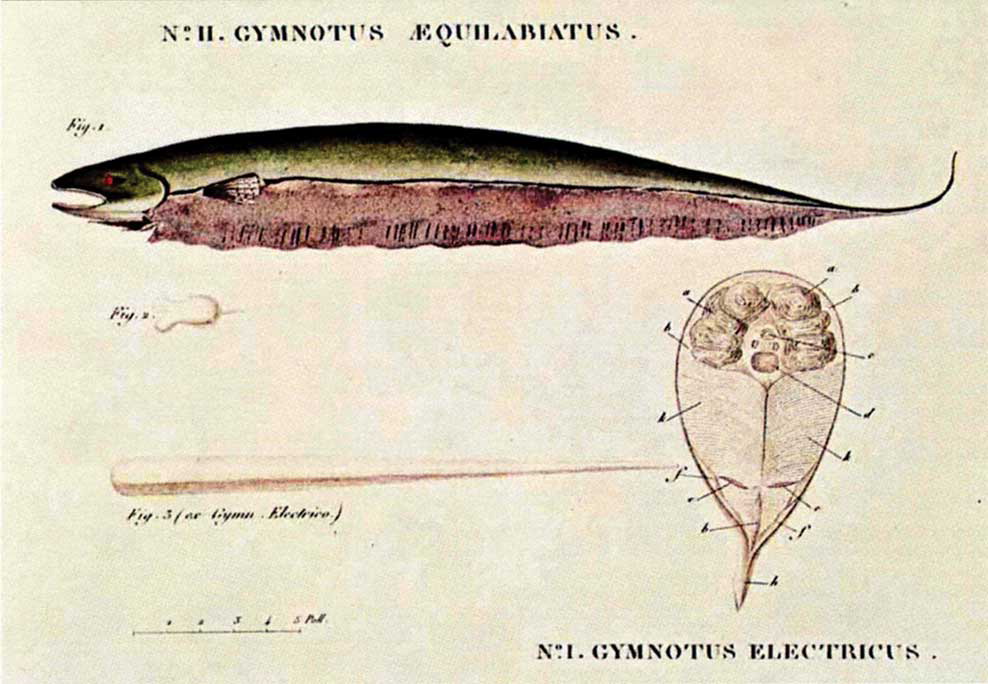 Illustration tirée du livre de Humboldt sur ses voyages aux Amériques montrant une coupe transversale de l'anguille électrique en bas à droite (ses organes électriques se trouvent dans la partie supérieure de l'image).
