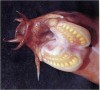 Eptatretus burgeri