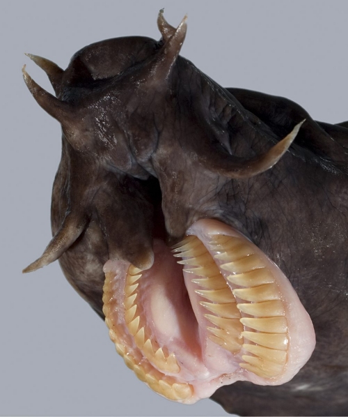 hagfish-teeth.jpg