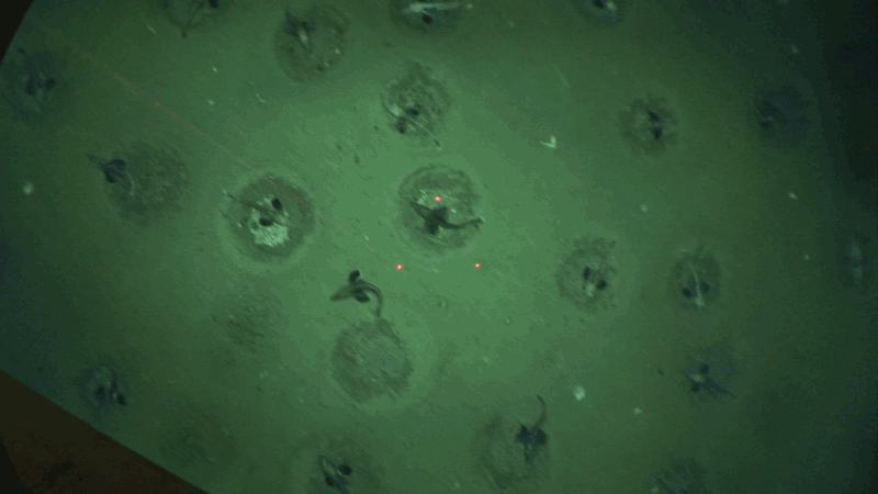 Nids de Channichthyidae au fond de la mer Weddell