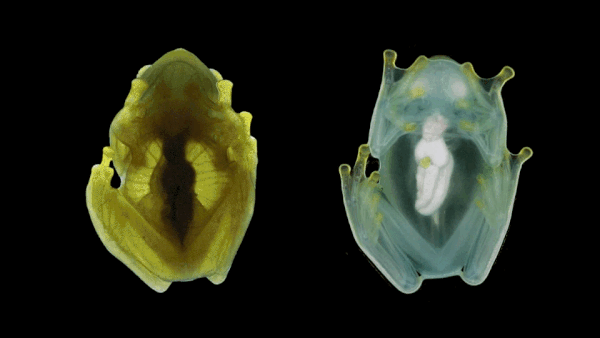 Une grenouille de verre, vue de sa face inférieure, lorsqu'elle est éveillée et active (à gauche) ou endormie (à droite). (The Atlantic ; Jesse Delia / Musée américain d'histoire naturelle)