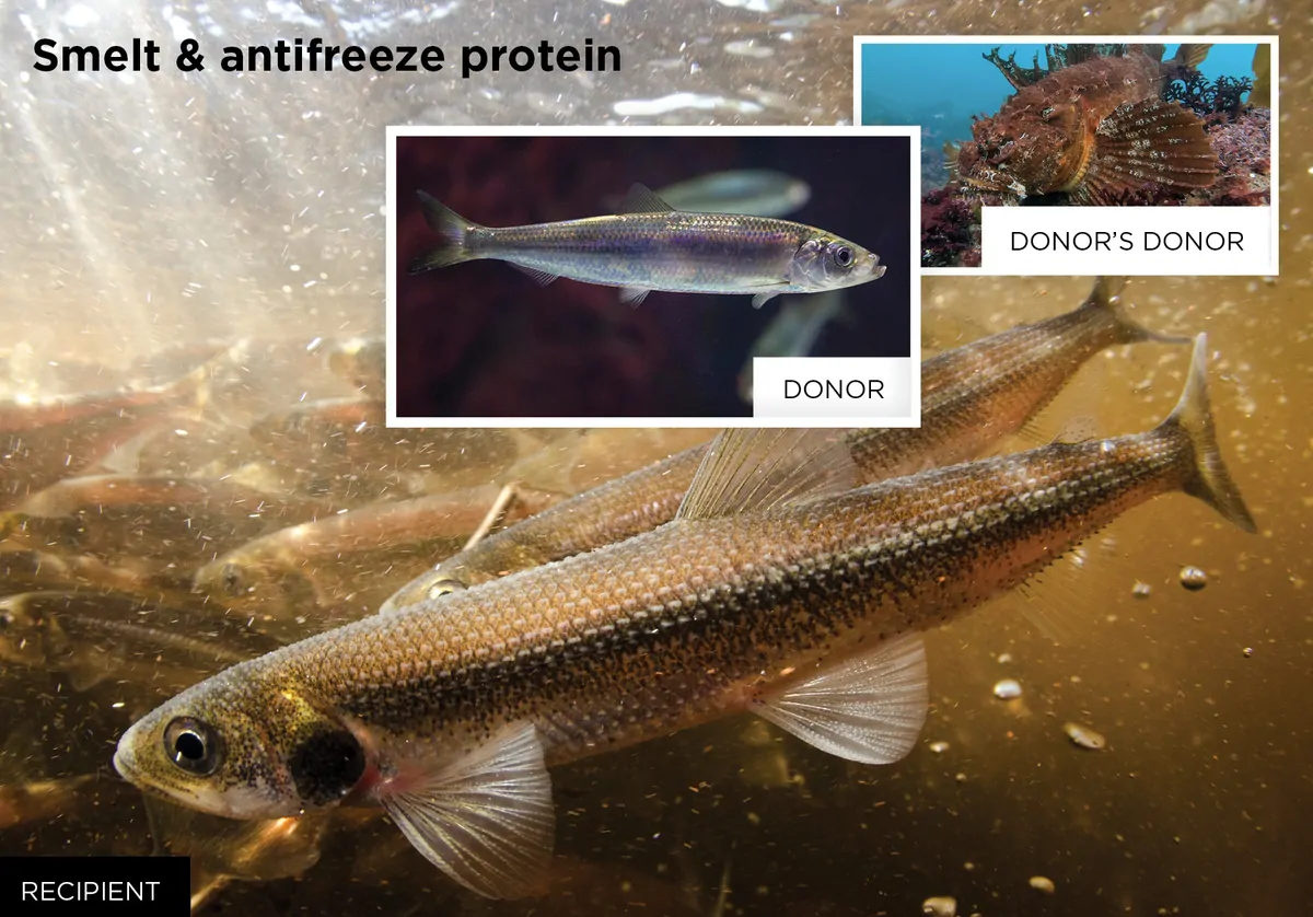 Trocs d'antigènes entre espèces de poissons