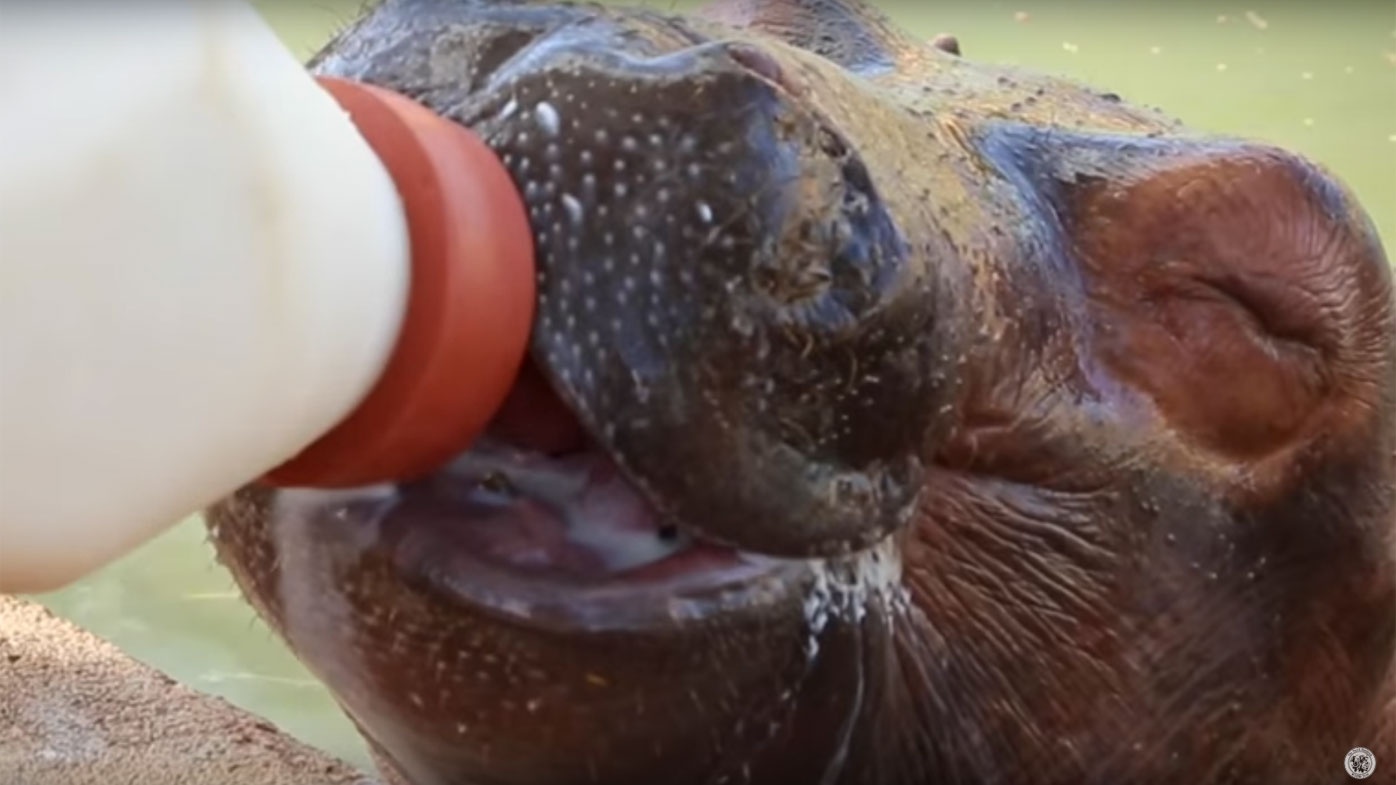 Hippopotame buvant du lait d'hippopotame
