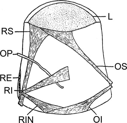structure d'un œil tubulaire
