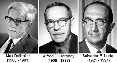 Alfrede D. Hershey, Max Delbrück et Salvador E. Luria