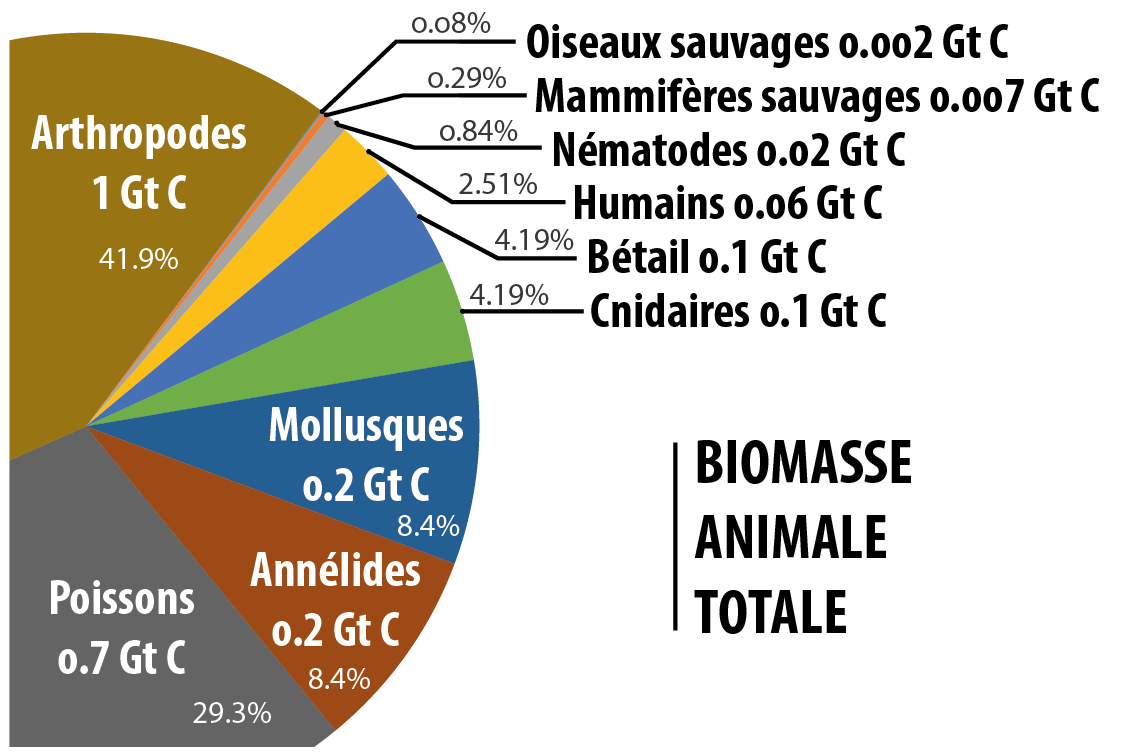 Biomasse Animale Totale