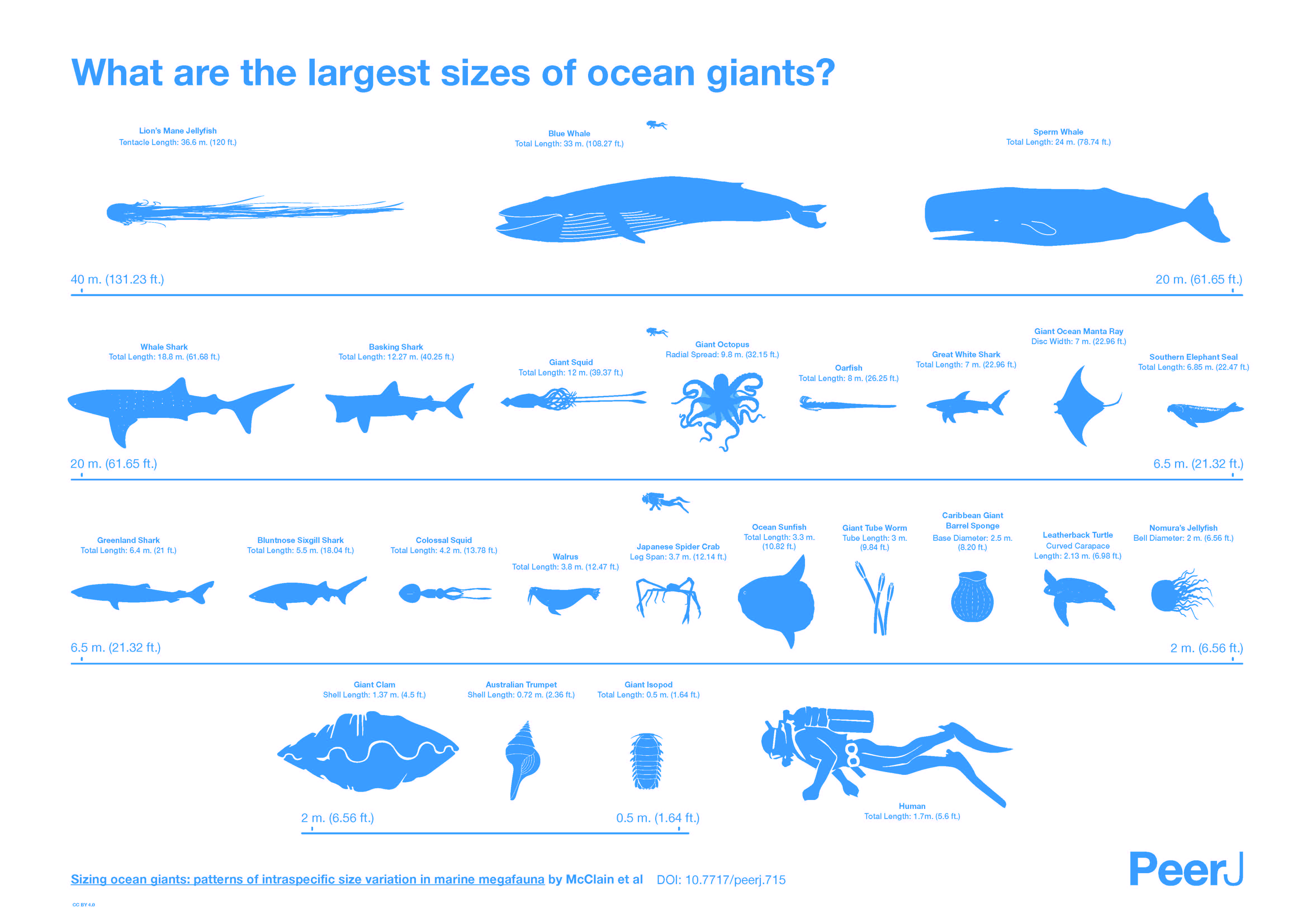Graphical Abstract : What are the largest sizes of ocean giants