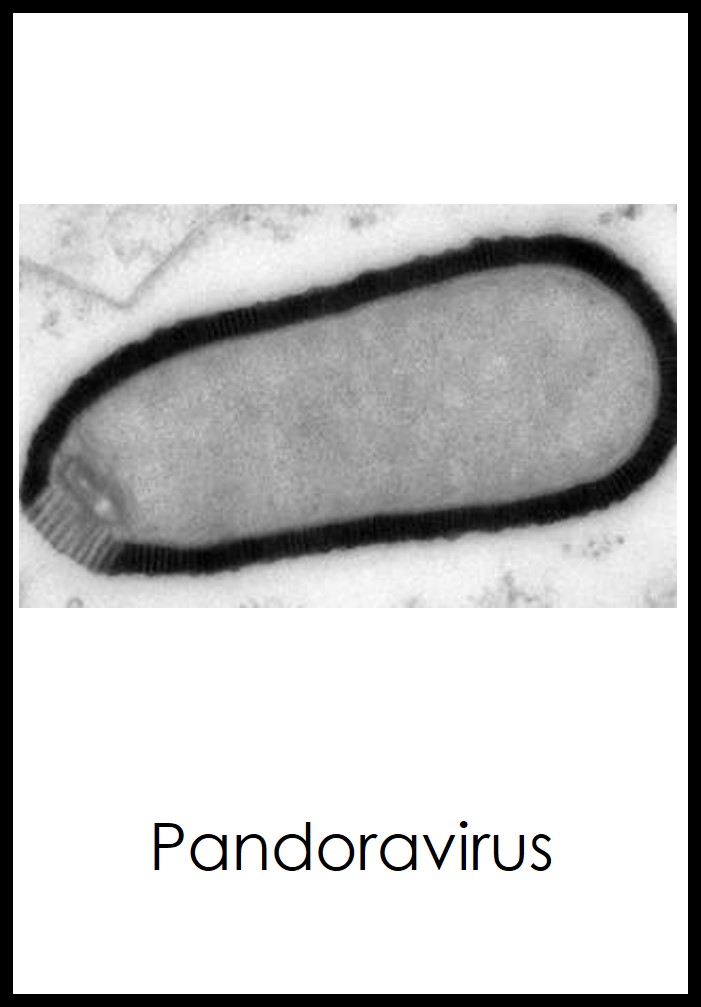 Pandoravirus