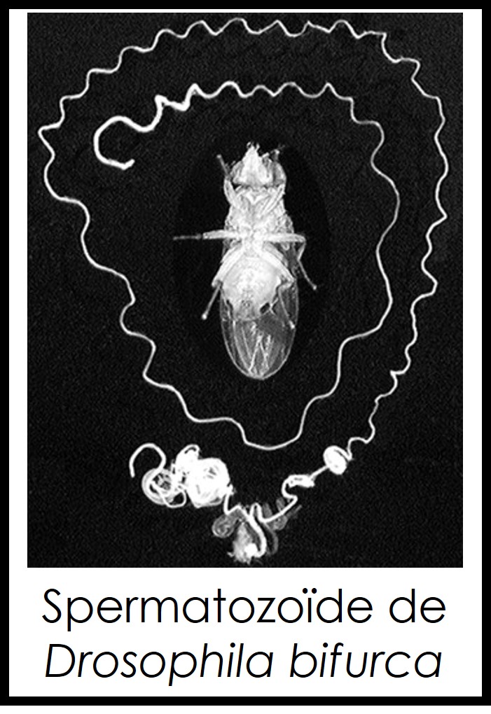 Spermatozoïde de Drosophila bifurca