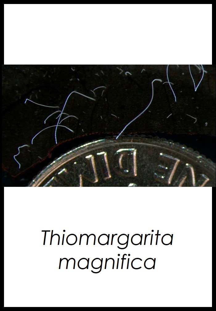 Thiomargarita magnifica