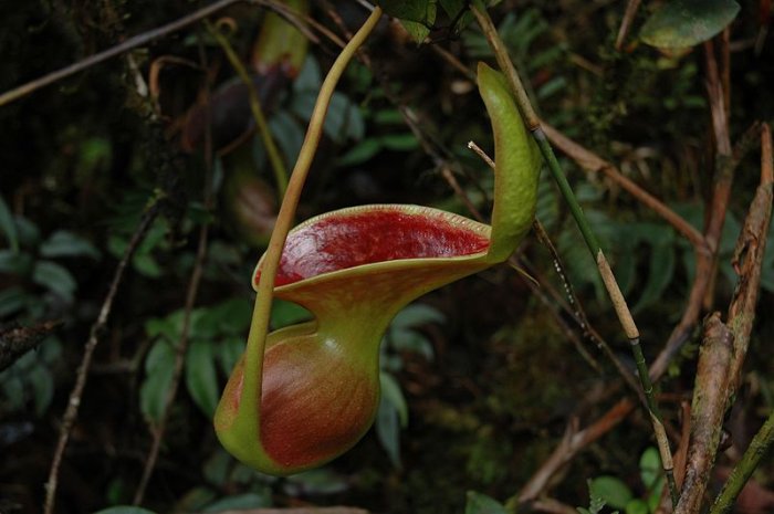 Nepenthes Iowii