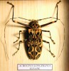 Mystroceros rouyeri, Malaysia, Pascal Goet