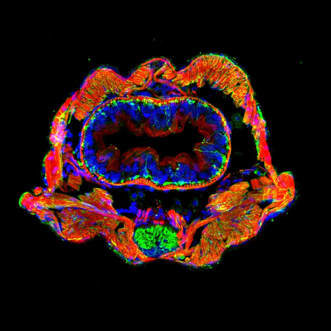 coupe transversale d’un segment de Platynereis dumerilii avec coloration révélant les nerfs (vert), les muscles (rouge) et les noyaux des cellules (bleu), L. Bideau