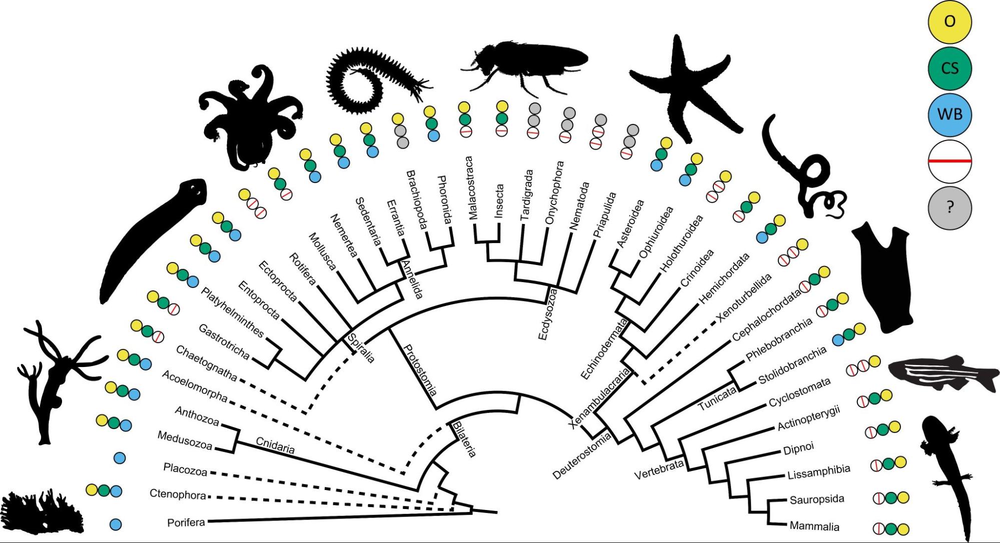 Cartographie des types de régénération sur l'arbre de parenté des animaux (figure tirée de Bideau et al., 2021)