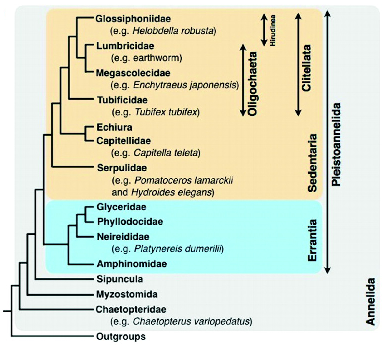 Phylogenie annelides.jpg
