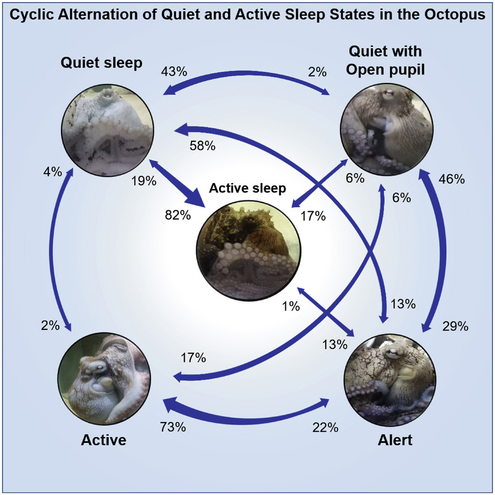 Alternation cyclique entre états de sommeils tranquilles et actifs chez la pieuvre