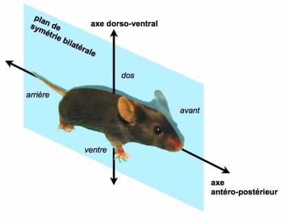 Plan de symétrie bilatéral chez une souris