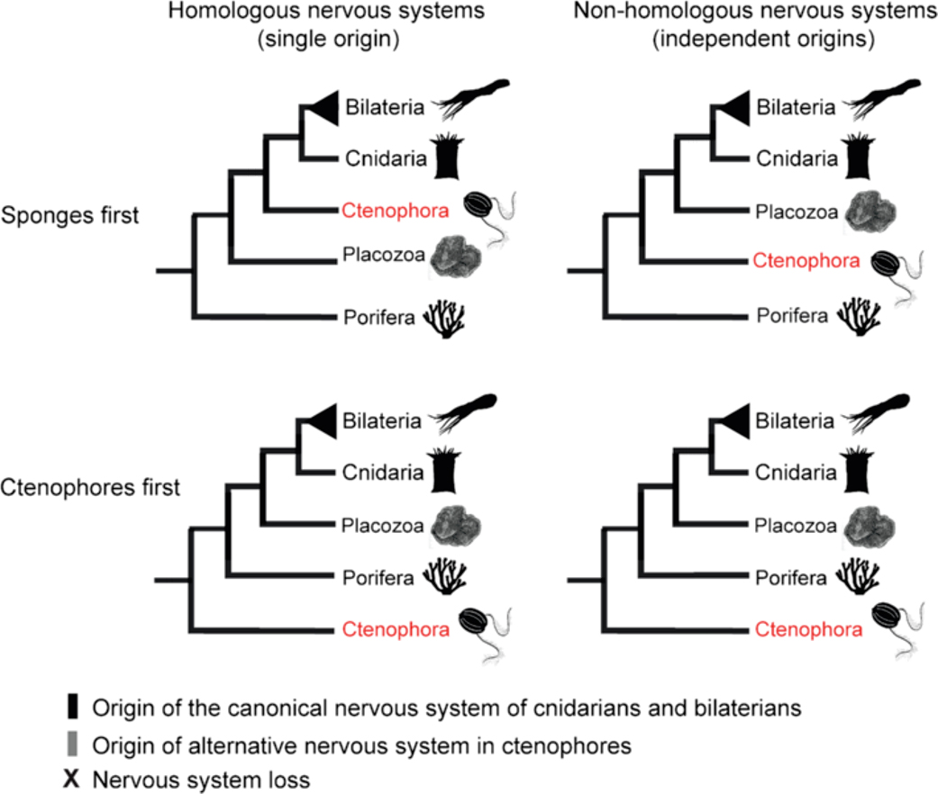 4 scénarios de l'origine du système nerveux, Jekely et al., 2015