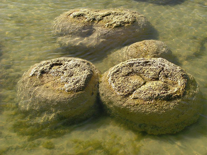 Stromatolithes